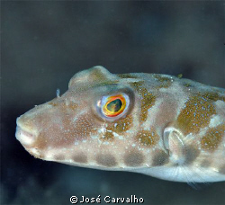 Pufferfish, Porto Santo, Portugal. by José Carvalho 